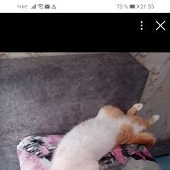 Подробнее об объявлении «Пропал кот. Ангарск» Фото: пропала кошка  «Пропал кот. Ангарск» в г. Ангарск