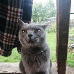 Подробнее об объявлении «Красноярск Пропал кот шотландский кот» Фото: пропала кошка Скоттиш страйт (шотландская прямоухая) «Красноярск Пропал кот шотландский кот» в г. Красноярск