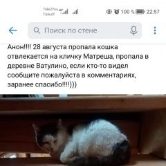 Подробнее об объявлении «Пропала кошка очень ищем Руза» Фото: пропала кошка  «Пропала кошка очень ищем Руза» в г. Руза