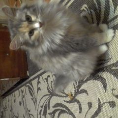 Подробнее об объявлении «Пропала кошка молодая кличка мася Витебск» Фото: пропала кошка  «Пропала кошка молодая кличка мася Витебск» в г. Витебск