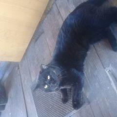 Подробнее об объявлении «Пропал кот чёрный британский кот. Усолье-Сибирское (Иркутская обл.)» Фото: пропала кошка Британская короткошерстная кошка «Пропал кот чёрный британский кот....» в г. Усолье-Сибирское (Иркутская обл.)