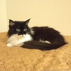 Подробнее об объявлении «Пропала кошка Анапа» Фото: пропала кошка  «Пропала кошка Анапа» в г. Анапа