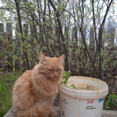 Подробнее об объявлении «Советск (Кировская обл.) Пропал кот» Фото: пропала кошка  «Советск (Кировская обл.) Пропал кот» в г. Советск (Кировская обл.)