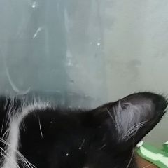 Подробнее об объявлении «Пропала кошка Балашиха» Фото: пропала кошка  «Пропала кошка Балашиха» в г. Балашиха