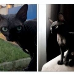 Подробнее об объявлении «Пропала кошка Майкоп (Адыгея)» Фото: пропала кошка Канадский сфинкс «Пропала кошка Майкоп (Адыгея)» в г. Майкоп (Адыгея)