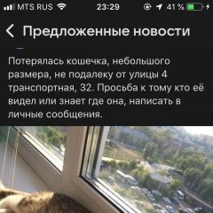 Подробнее об объявлении «Пропала кошка помогите, за вознаграждение Омск» Фото: пропала кошка  «Пропала кошка помогите, за вознаграждение Омск» в г. Омск
