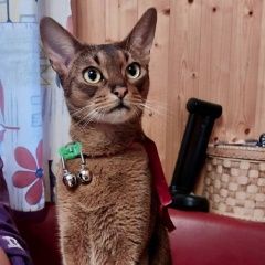 Подробнее об объявлении «Пропал кот Чехов» Фото: пропала кошка Абиссинская кошка «Пропал кот Чехов» в г. Чехов