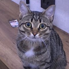 Подробнее об объявлении «Пропал кот северный район Новотроицк» Фото: пропала кошка  «Пропал кот северный район Новотроицк» в г. Новотроицк