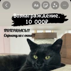 Подробнее об объявлении «Пропала кошка надюша Уфа» Фото: пропала кошка  «Пропала кошка надюша Уфа» в г. Уфа