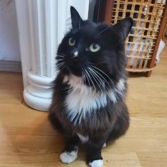 Подробнее об объявлении «Пропала кошка Калуга» Фото: пропала кошка  «Пропала кошка Калуга» в г. Калуга