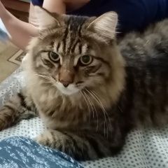 Подробнее об объявлении «Иркутск Пропал кот» Фото: пропала кошка Сибирская кошка «Иркутск Пропал кот» в г. Иркутск