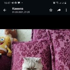 Подробнее об объявлении «Пропала кошка район зигзага, нашедшему- вознаграждение Уральск Западно-Казахстанская обл.» Фото: пропала кошка  «Пропала кошка район зигзага, нашедшему-...» в г. Уральск Западно-Казахстанская обл.