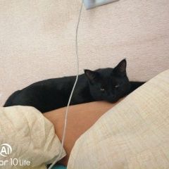 Подробнее об объявлении «Саратов Пропал кот чёрный кот с желтыми глазами» Фото: пропала кошка  «Саратов Пропал кот чёрный кот с желтыми глазами» в г. Саратов