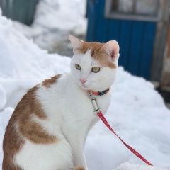 Подробнее об объявлении «Пропал кот. помогите найти Октябрьский (Башкирия)» Фото: пропала кошка  «Пропал кот. помогите найти Октябрьский (Башкирия)» в г. Октябрьский (Башкирия)