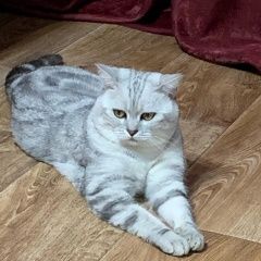 Подробнее об объявлении «Пропал кот 13 сентября Сызрань» Фото: пропала кошка  «Пропал кот 13 сентября Сызрань» в г. Сызрань