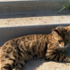 Подробнее об объявлении «Одинцово Пропал кот бенгал кот, взрослый, кастрированный» Фото: пропала кошка Бенгальская кошка «Одинцово Пропал кот бенгал кот, взрослый,...» в г. Одинцово