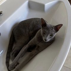 Подробнее об объявлении «Пропала кошка Ставрополь» Фото: пропала кошка  «Пропала кошка Ставрополь» в г. Ставрополь