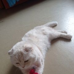 ����: ������� �����  ������� ������ ��� ��������� ��������� �������� � �. ������