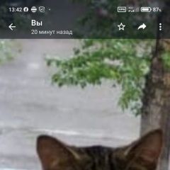 Подробнее об объявлении «Пропал кот, кличка андрюша. р-н крылова Караганда» Фото: пропала кошка  «Пропал кот, кличка андрюша. р-н крылова Караганда» в г. Караганда