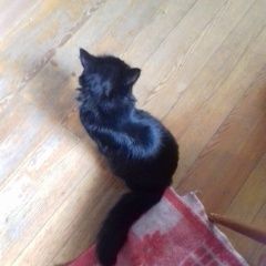 Подробнее об объявлении «Иркутск Пропал кот.» Фото: пропала кошка  «Иркутск Пропал кот.» в г. Иркутск