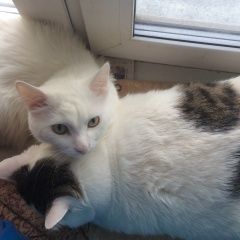 Подробнее об объявлении «Пропал кот полностью белый. коту 11 лет. Челябинск» Фото: пропала кошка  «Пропал кот полностью белый. коту 11 лет. Челябинск» в г. Челябинск