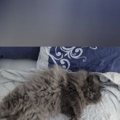 Подробнее об объявлении «Пропал кот Чебоксары» Фото: пропала кошка  «Пропал кот Чебоксары» в г. Чебоксары