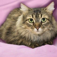 Подробнее об объявлении «Пропала кошка Звенигород» Фото: пропала кошка Сибирская кошка «Пропала кошка Звенигород» в г. Звенигород