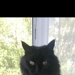 Подробнее об объявлении «Мытищи Пропала кошка домашняя» Фото: пропала кошка  «Мытищи Пропала кошка домашняя» в г. Мытищи