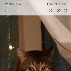 Подробнее об объявлении «Пропал кот кличка сержант Нарофоминск» Фото: пропала кошка  «Пропал кот кличка сержант Нарофоминск» в г. Нарофоминск