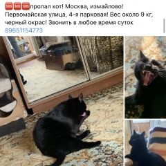 Подробнее об объявлении «Москва Пропал кот черный кот измайлово» Фото: пропала кошка  «Москва Пропал кот черный кот измайлово» в г. Москва