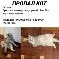 Подробнее об объявлении «Петродворец Пропал кот» Фото: пропала кошка Британская короткошерстная кошка «Петродворец Пропал кот» в г. Петродворец