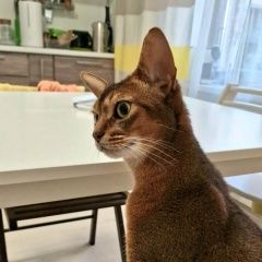 Подробнее об объявлении «Пропал кот абиссинец по кличке макс Гирвас» Фото: пропала кошка Абиссинская кошка «Пропал кот абиссинец по кличке макс Гирвас» в г. Гирвас