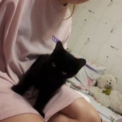 Подробнее об объявлении «Пропал кот Сыктывкар» Фото: пропала кошка  «Пропал кот Сыктывкар» в г. Сыктывкар