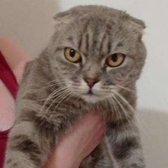 Подробнее об объявлении «Пропал кот Тула» Фото: пропала кошка Британская короткошерстная кошка «Пропал кот Тула» в г. Тула