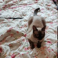 Подробнее об объявлении «Пропал кот молодой тайский котик Истра» Фото: пропала кошка Тайская кошка «Пропал кот молодой тайский котик Истра» в г. Истра