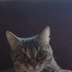 Подробнее об объявлении «Новосибирск Пропала кошка взрослая кошка 12 лет. домашняя.» Фото: пропала кошка  «Новосибирск Пропала кошка взрослая кошка 12...» в г. Новосибирск