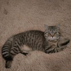 Подробнее об объявлении «Пропала кошка Ростов-на-Дону» Фото: пропала кошка Скоттиш страйт (шотландская прямоухая) «Пропала кошка Ростов-на-Дону» в г. Ростов-на-Дону