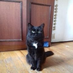 Подробнее об объявлении «Иркутск Пропал кот» Фото: пропала кошка  «Иркутск Пропал кот» в г. Иркутск