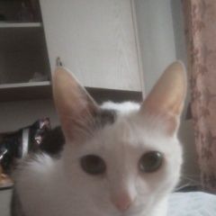 Подробнее об объявлении «Пропал кот Кольчугино» Фото: пропала кошка  «Пропал кот Кольчугино» в г. Кольчугино