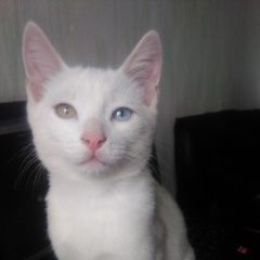 Подробнее об объявлении «Пропал кот Емва» Фото: пропала кошка  «Пропал кот Емва» в г. Емва