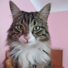 Подробнее об объявлении «Пропал кот Владикавказ» Фото: пропала кошка  «Пропал кот Владикавказ» в г. Владикавказ