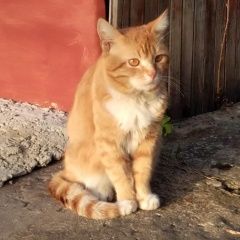 Подробнее об объявлении «Пропал кот Муром» Фото: пропала кошка  «Пропал кот Муром» в г. Муром