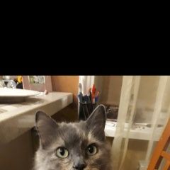 Подробнее об объявлении «Пропала кошка Таганрог» Фото: пропала кошка  «Пропала кошка Таганрог» в г. Таганрог