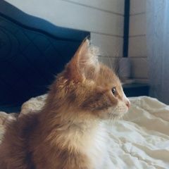 Подробнее об объявлении «Пропал кот Ногинск» Фото: пропала кошка  «Пропал кот Ногинск» в г. Ногинск