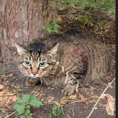 Подробнее об объявлении «Пропал кот Альметьевск» Фото: пропала кошка  «Пропал кот Альметьевск» в г. Альметьевск