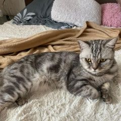 Подробнее об объявлении «Пропал кот Оренбург» Фото: пропала кошка Британская короткошерстная кошка «Пропал кот Оренбург» в г. Оренбург