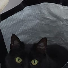 Подробнее об объявлении «Пропала кошка в манихино кошечка Истра» Фото: пропала кошка  «Пропала кошка в манихино кошечка Истра» в г. Истра