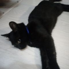 Подробнее об объявлении «Пропал котёнок-котик 5 месяцев Ижевск» Фото: пропала кошка  «Пропал котёнок-котик 5 месяцев Ижевск» в г. Ижевск