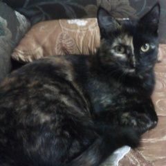 Подробнее об объявлении «Пропала кошка срочно. Нальчик» Фото: пропала кошка  «Пропала кошка срочно. Нальчик» в г. Нальчик