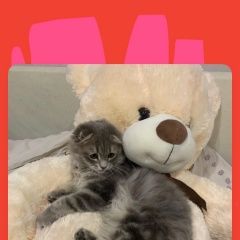 Подробнее об объявлении «Пропал кот вислоухий котёнок в ич Дубна» Фото: пропала кошка Британская длинношерстная кошка «Пропал кот вислоухий котёнок в ич Дубна» в г. Дубна